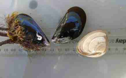 Shellfish water quality assessments